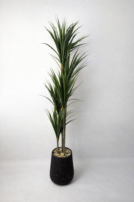 شجرة نخيل كبيرة مع قوار أسود