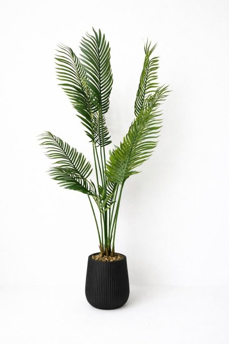 شجرة نخيل كبيرة مع قوار أسود