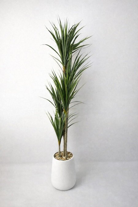 شجرة نخيل كبيرة مع قوار ابيض