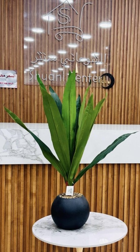 شجرة نخيل
